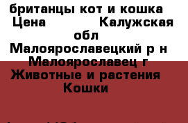 британцы кот и кошка. › Цена ­ 3 000 - Калужская обл., Малоярославецкий р-н, Малоярославец г. Животные и растения » Кошки   